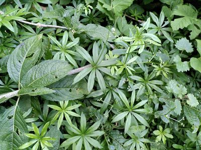 Galium odoratum, photographed by Daniel Greenwood
