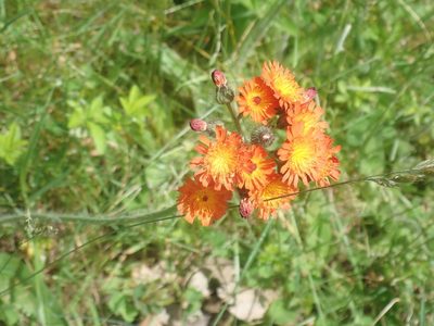 Pilosella aurantiaca