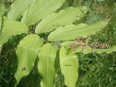 Maianthemum racemosum, photographed by Lynn Harper
