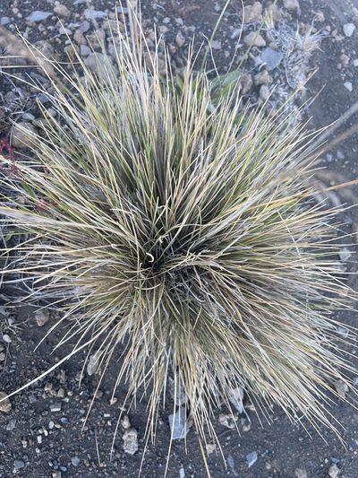 Deschampsia nubigena, photographed by Anisha Kumra
