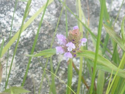 Prunella vulgaris