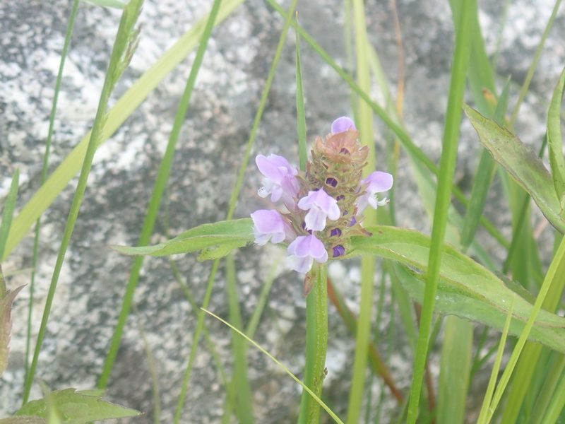 Prunella vulgaris, photographed by Lynn Harper