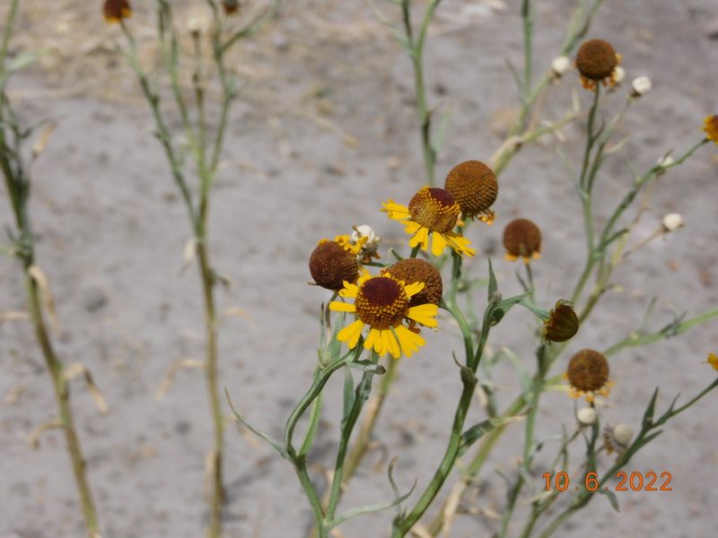 Helenium mexicanum, photographed by Jonathan Rodriguez