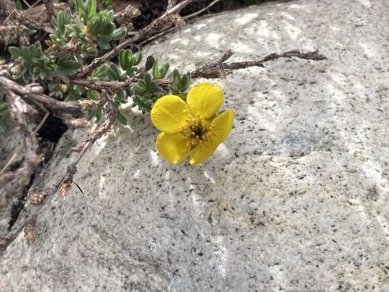 Dasiphora arbuscula, photographed by John Kenrick Gibson