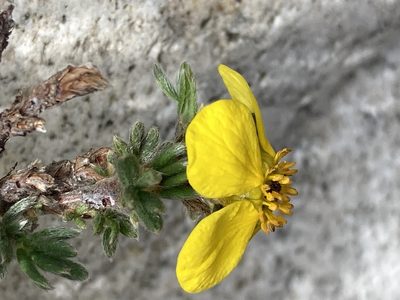 Dasiphora arbuscula, photographed by John Kenrick Gibson