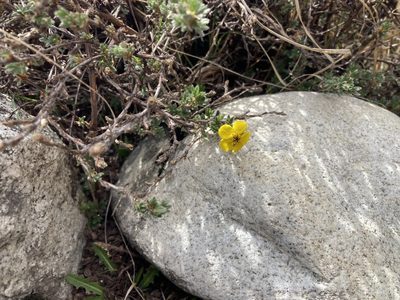Dasiphora arbuscula, photographed by John Kenrick Gibson