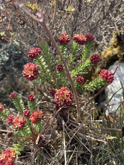 Rhodiola himalensis, photographed by John Kenrick Gibson