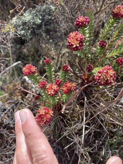 Rhodiola himalensis, photographed by John Kenrick Gibson