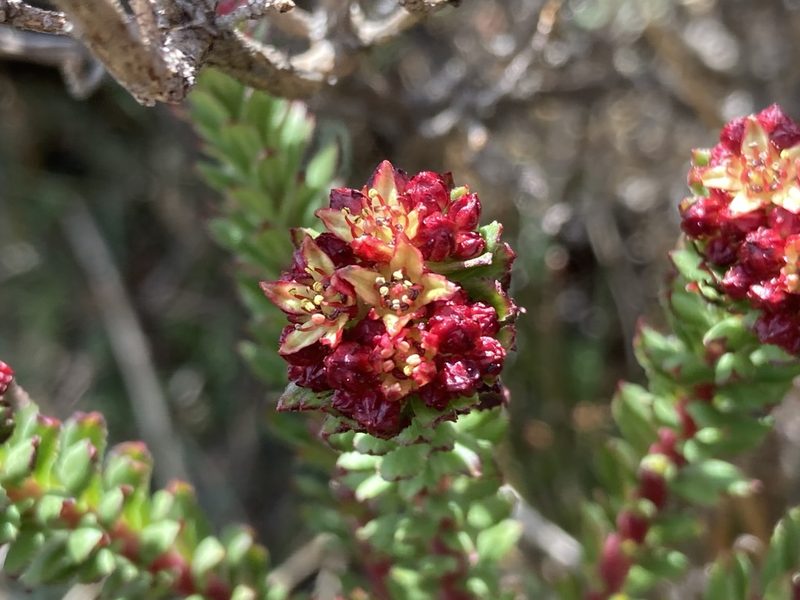 Rhodiola himalensis, photographed by John Kenrick Gibson