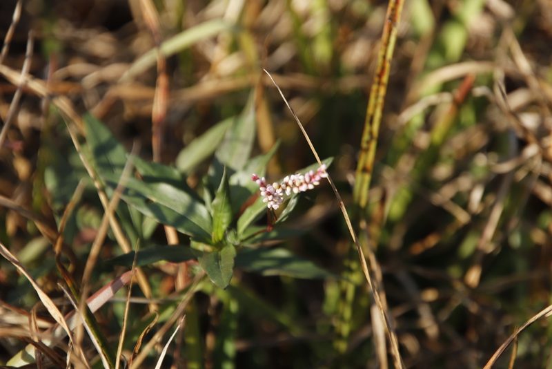 Persicaria madagascariensis, photographed by Tony Rebelo