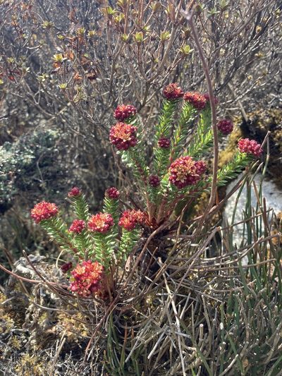 Rhodiola himalensis, photographed by John Kenrick Gibson