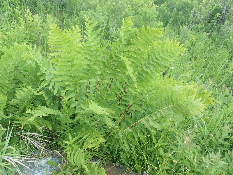 Claytosmunda claytoniana, photographed by Lynn Harper