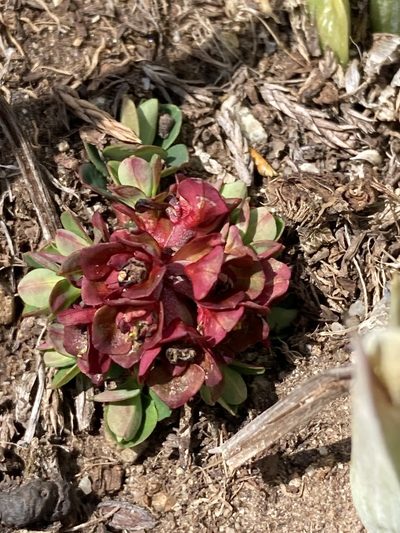 Euphorbia stracheyi, photographed by John Kenrick Gibson