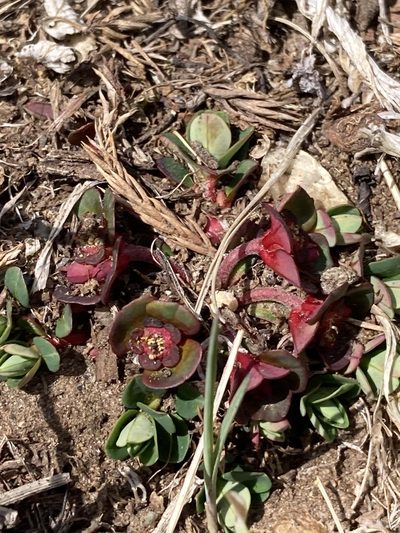 Euphorbia stracheyi, photographed by John Kenrick Gibson
