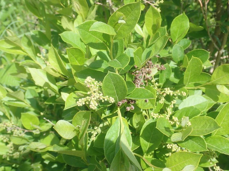 Lyonia ligustrina, photographed by Lynn Harper