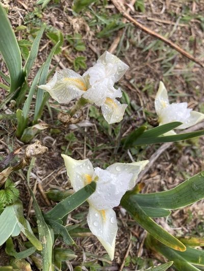Iris kemaonensis, photographed by John Kenrick Gibson