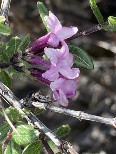 Lonicera rupicola, photographed by John Kenrick Gibson