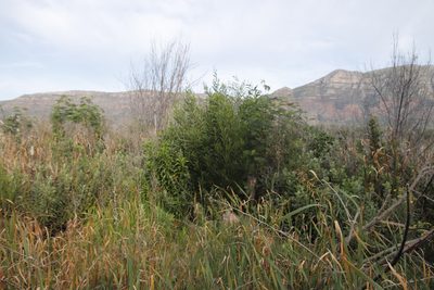 Acacia longifolia