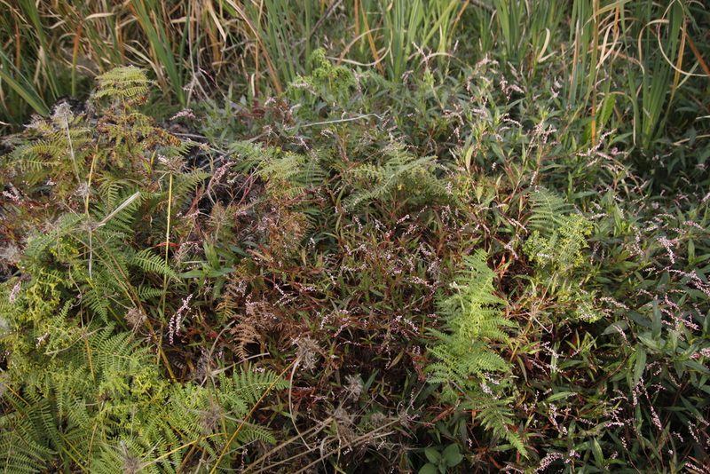 Persicaria decipiens, photographed by Tony Rebelo