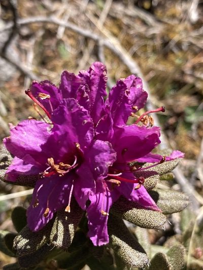 Rhododendron setosum, photographed by John Kenrick Gibson