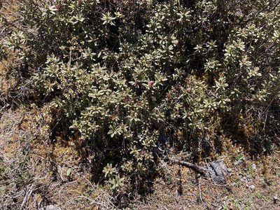Rhododendron setosum, photographed by John Kenrick Gibson