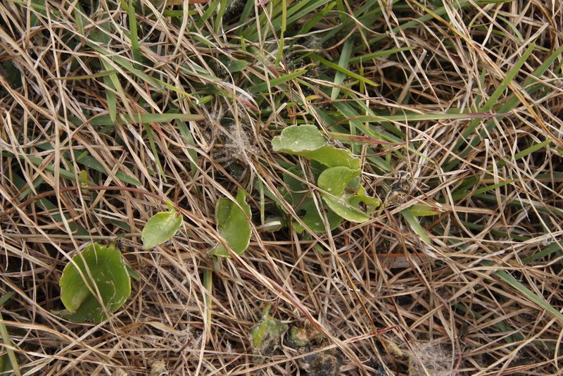 Anredera cordifolia, photographed by Tony Rebelo