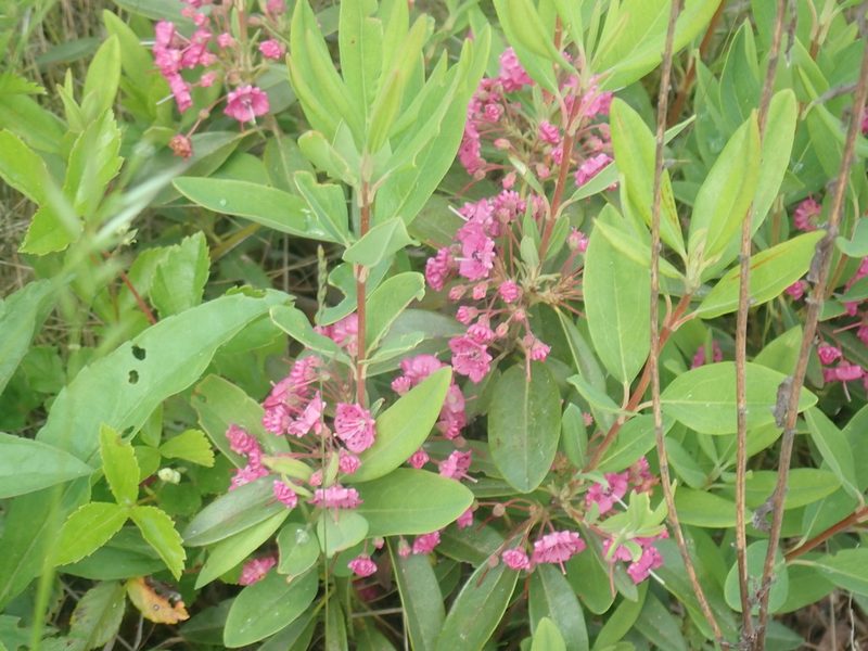 Kalmia angustifolia, photographed by Lynn Harper