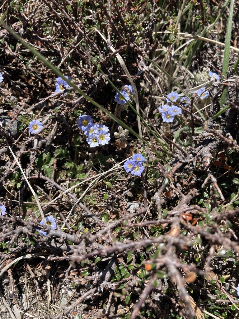 Gentiana albicalyx, photographed by John Kenrick Gibson