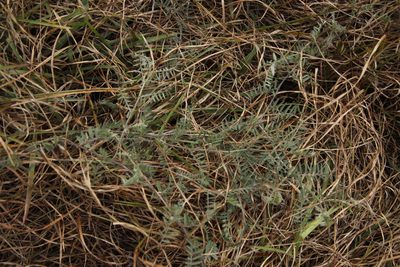 Vicia sativa, photographed by Tony Rebelo