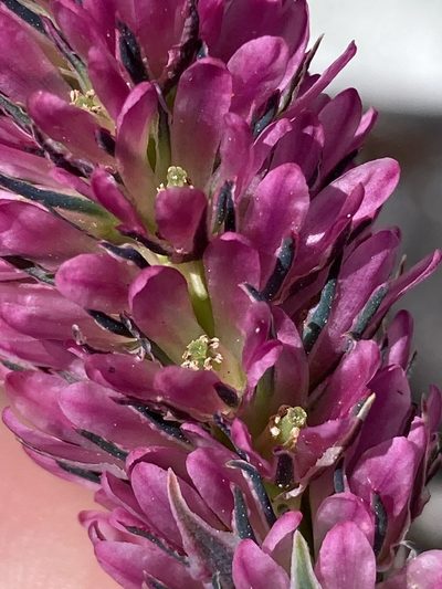 Myricaria rosea, photographed by John Kenrick Gibson