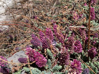 Myricaria rosea, photographed by John Kenrick Gibson