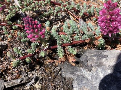 Myricaria rosea, photographed by John Kenrick Gibson