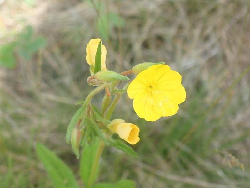 Oenothera perennis, photographed by Lynn Harper