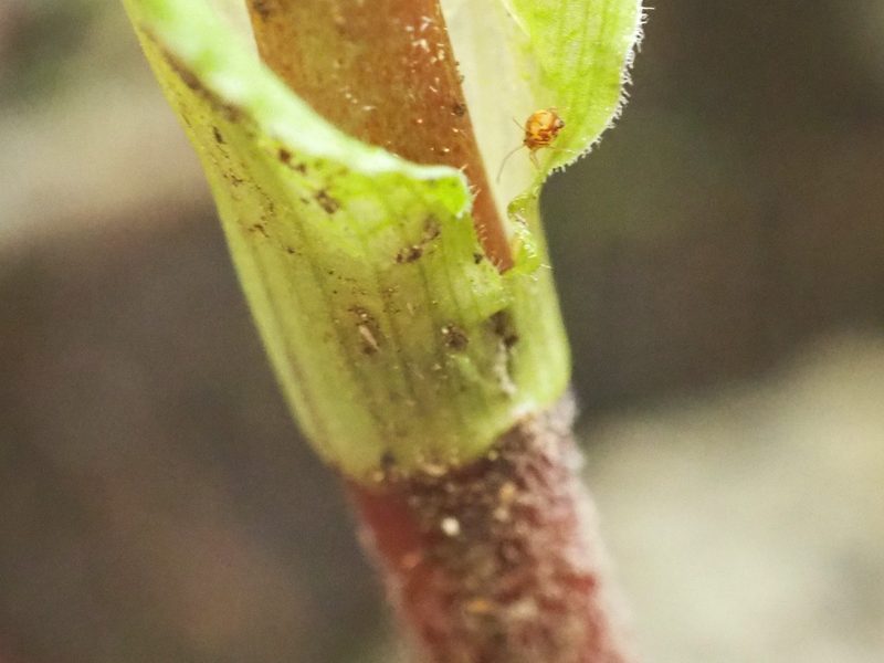 Prosartes smithii, photographed by Peter Abrahamsen