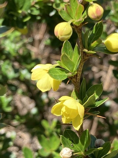 Berberis angulosa, photographed by John Kenrick Gibson