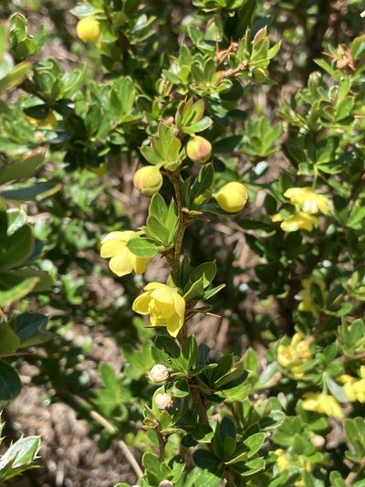 Berberis angulosa, photographed by John Kenrick Gibson