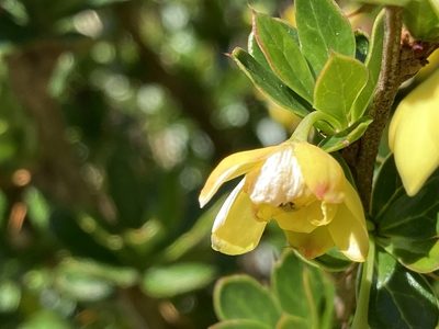 Berberis angulosa, photographed by John Kenrick Gibson