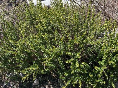 Berberis angulosa, photographed by John Kenrick Gibson