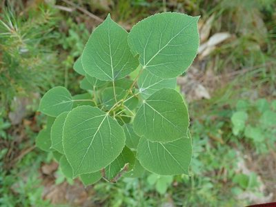 Populus tremuloides, photographed by Stan Rullman
