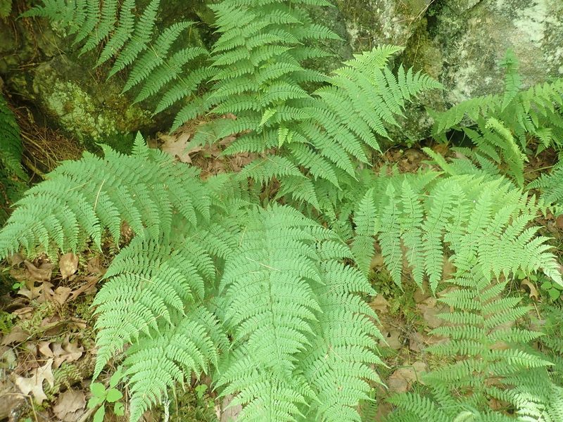 Dryopteris intermedia, photographed by Lynn Harper