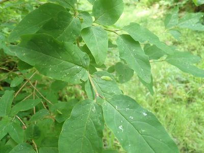Lonicera canadensis, photographed by Lynn Harper