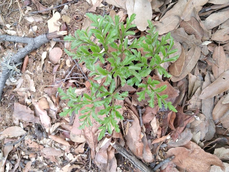Prionosciadium thapsoides, photographed by Jordi Martínez Martínez