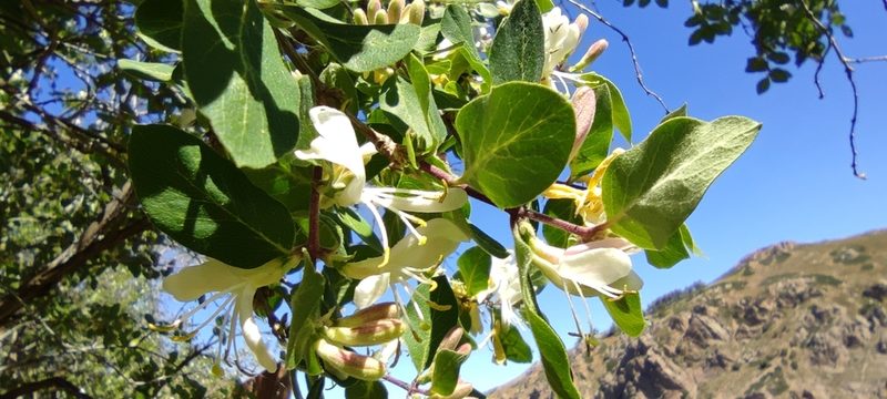 Lonicera arborea, photographed by Santiago Martín-Bravo