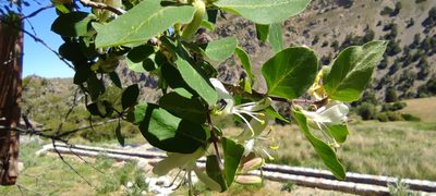 Lonicera arborea, photographed by Santiago Martín-Bravo