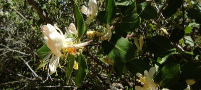 Lonicera arborea, photographed by Santiago Martín-Bravo