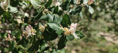 Lonicera arborea, photographed by Santiago Martín-Bravo