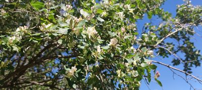Lonicera arborea, photographed by Santiago Martín-Bravo
