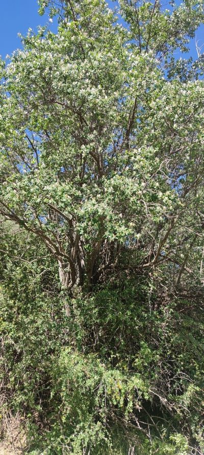 Lonicera arborea, photographed by Santiago Martín-Bravo