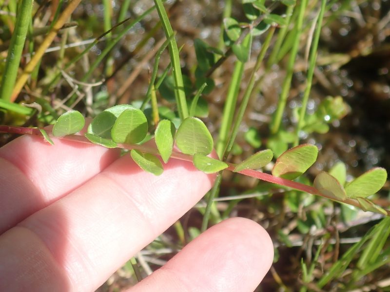 Vaccinium macrocarpon, photographed by Lynn Harper