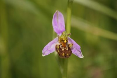 Ophrys apifera, photographed by Lars Willighagen